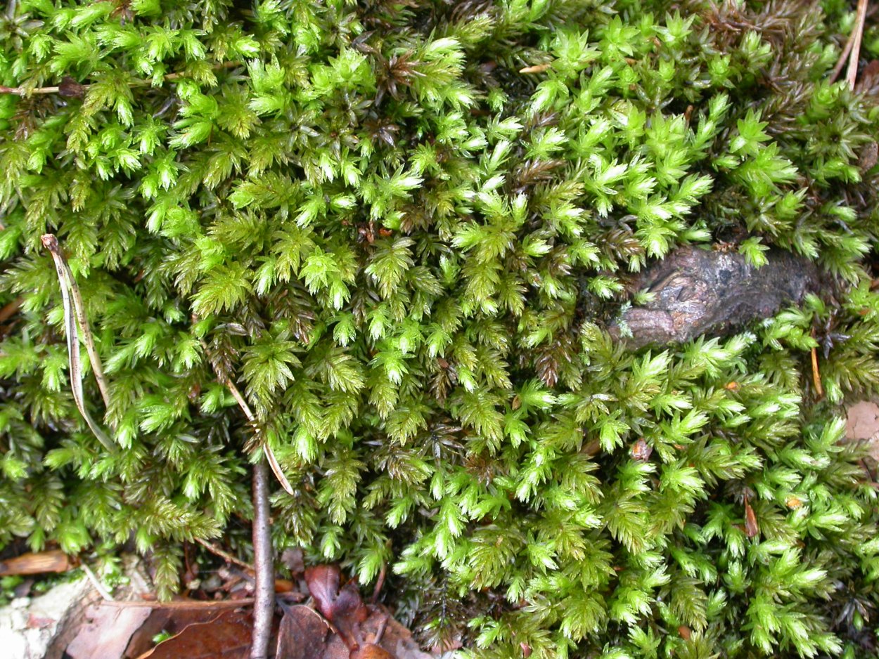 Мниум морщинистый мох