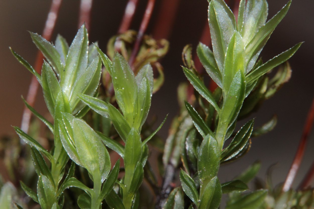 Plagiomnium rostratum