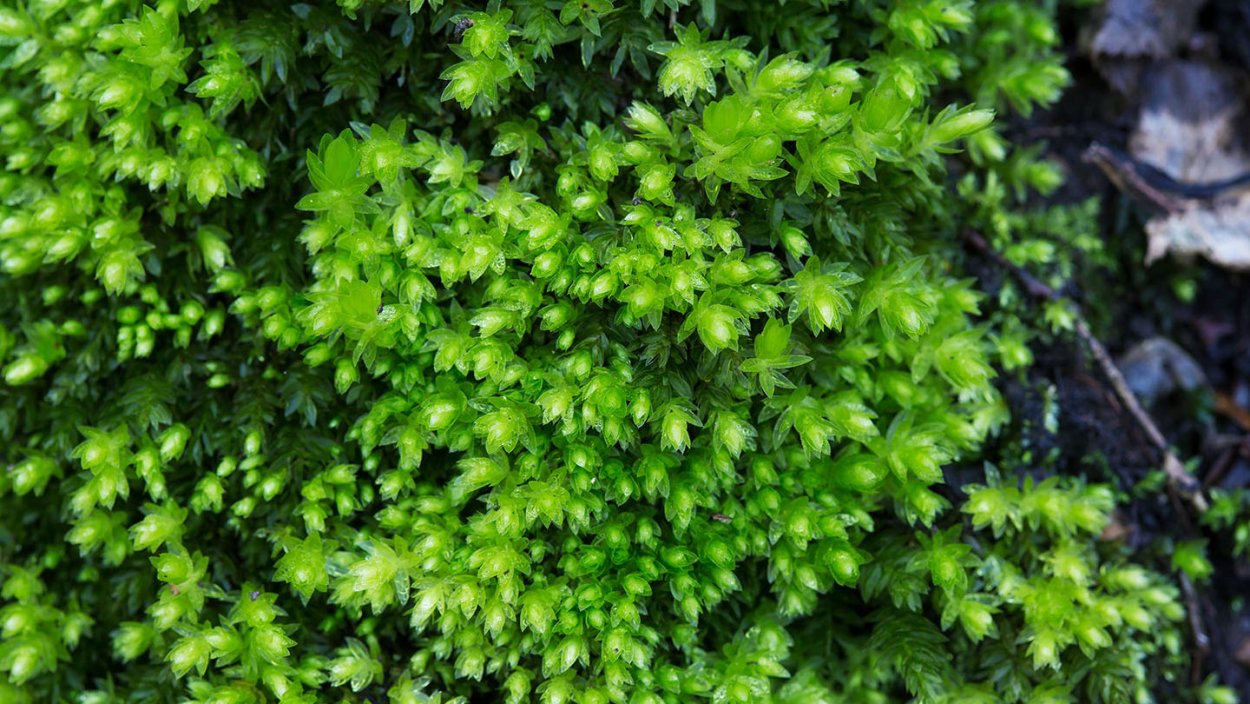 Мниум годовалый