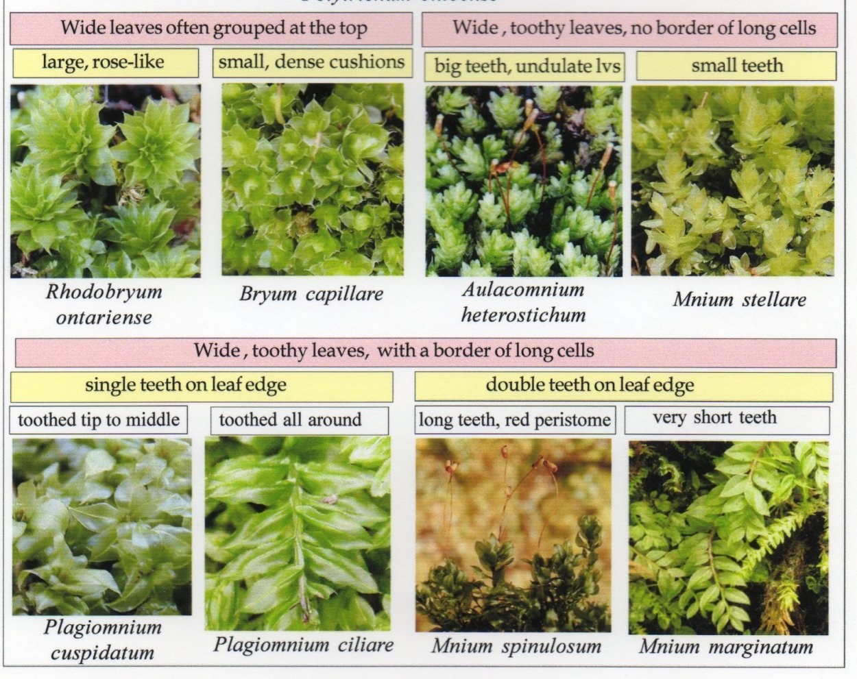 Плагиомниум мох