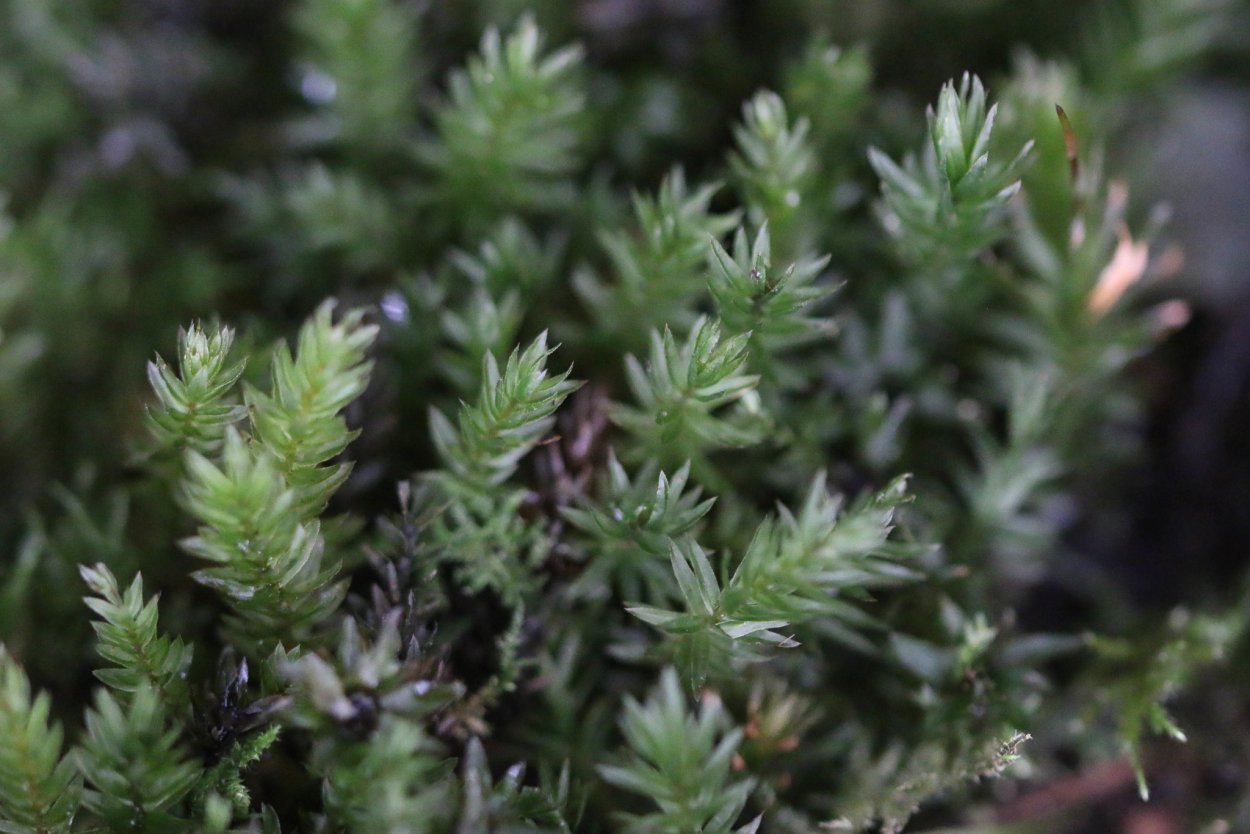 Плагиомниум волнистый