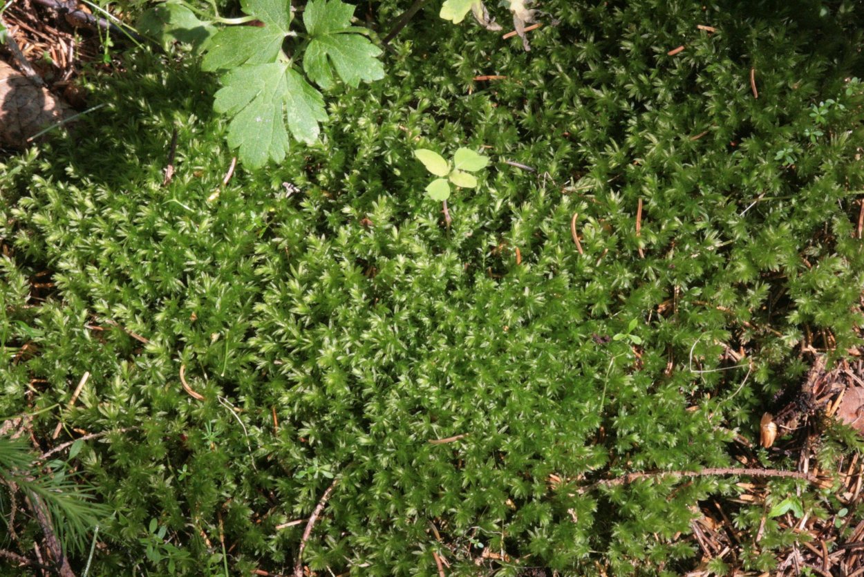 Мох Плагиомниум остроконечный