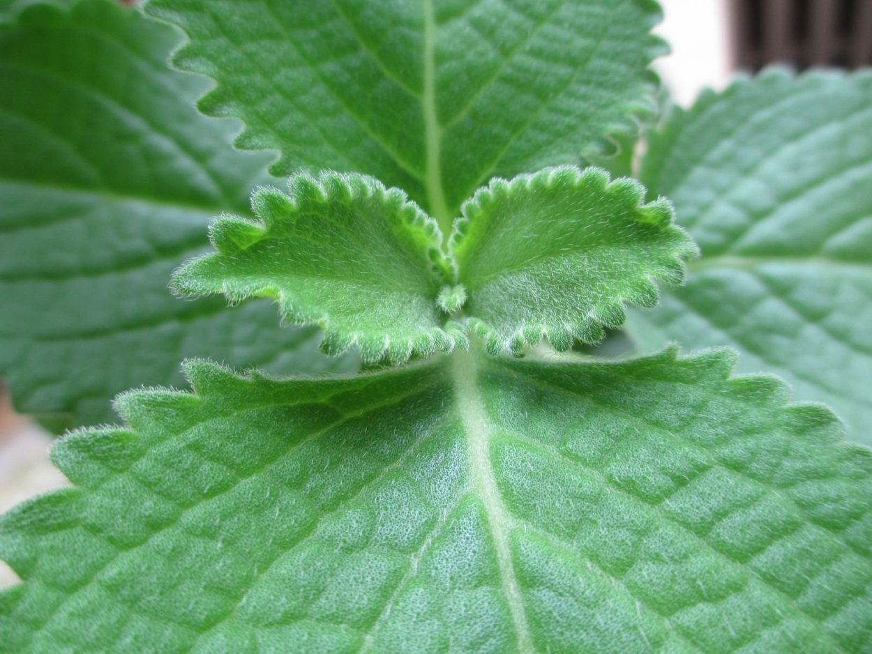 Мята плектрантус мохнатый