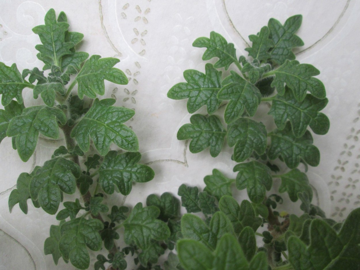 Плектрантус мутовчатый