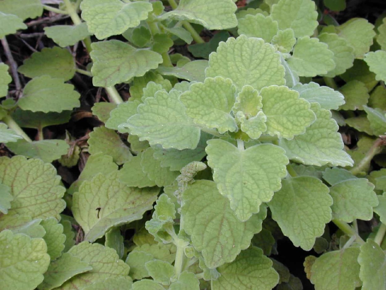 Плектрантус колеодес