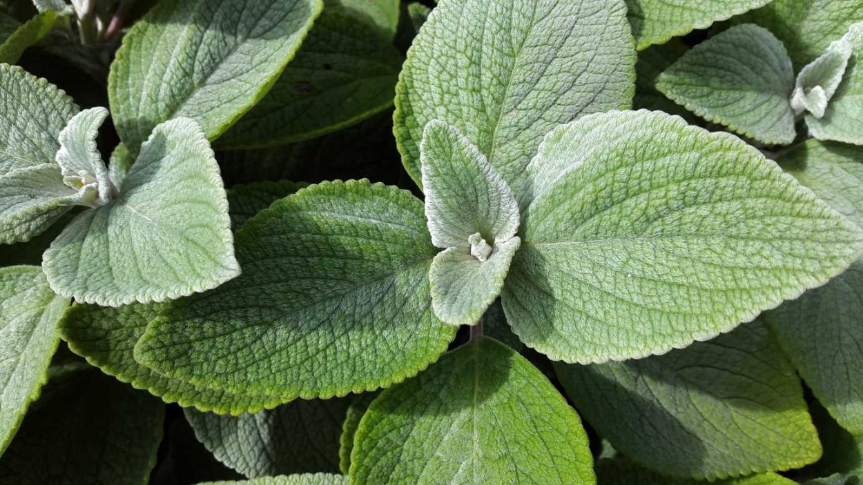 Колеус Блюме (Plectranthus scutellarioides)