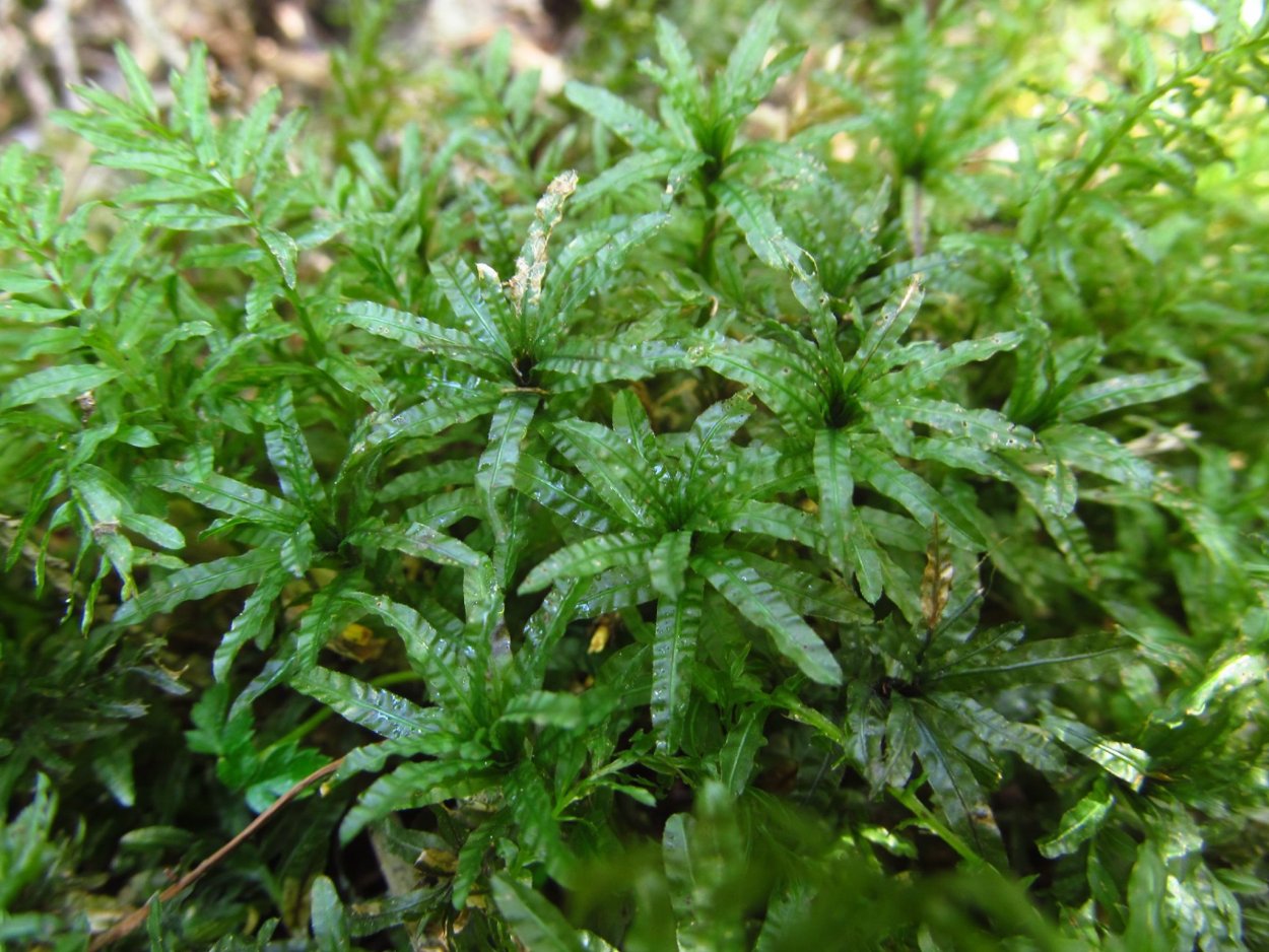 Мох мния остроконечный строение