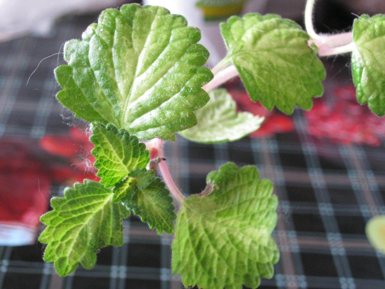 Плектрантус цилиатус