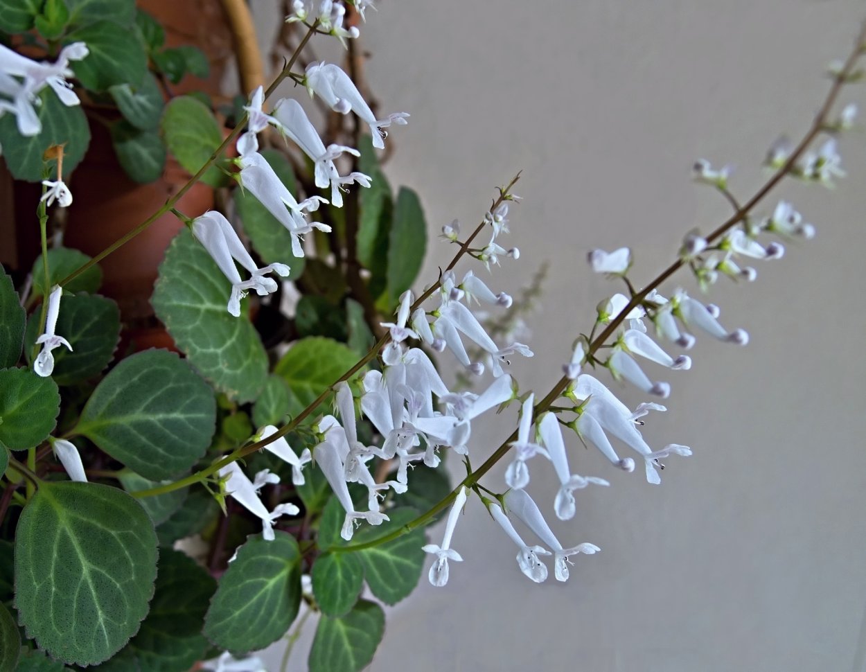 Плектрантус шпороцветник