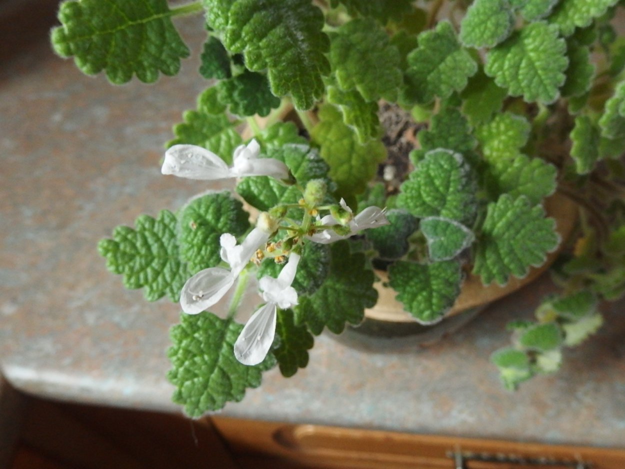 Плектрантус Эртендаля (мята)