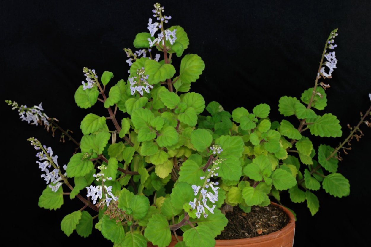 Плющ плектрантус