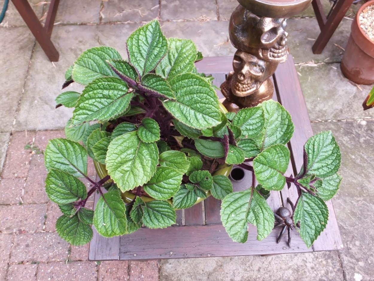 Плектрантус Эртендаля (Plectranthus oertendahlii)