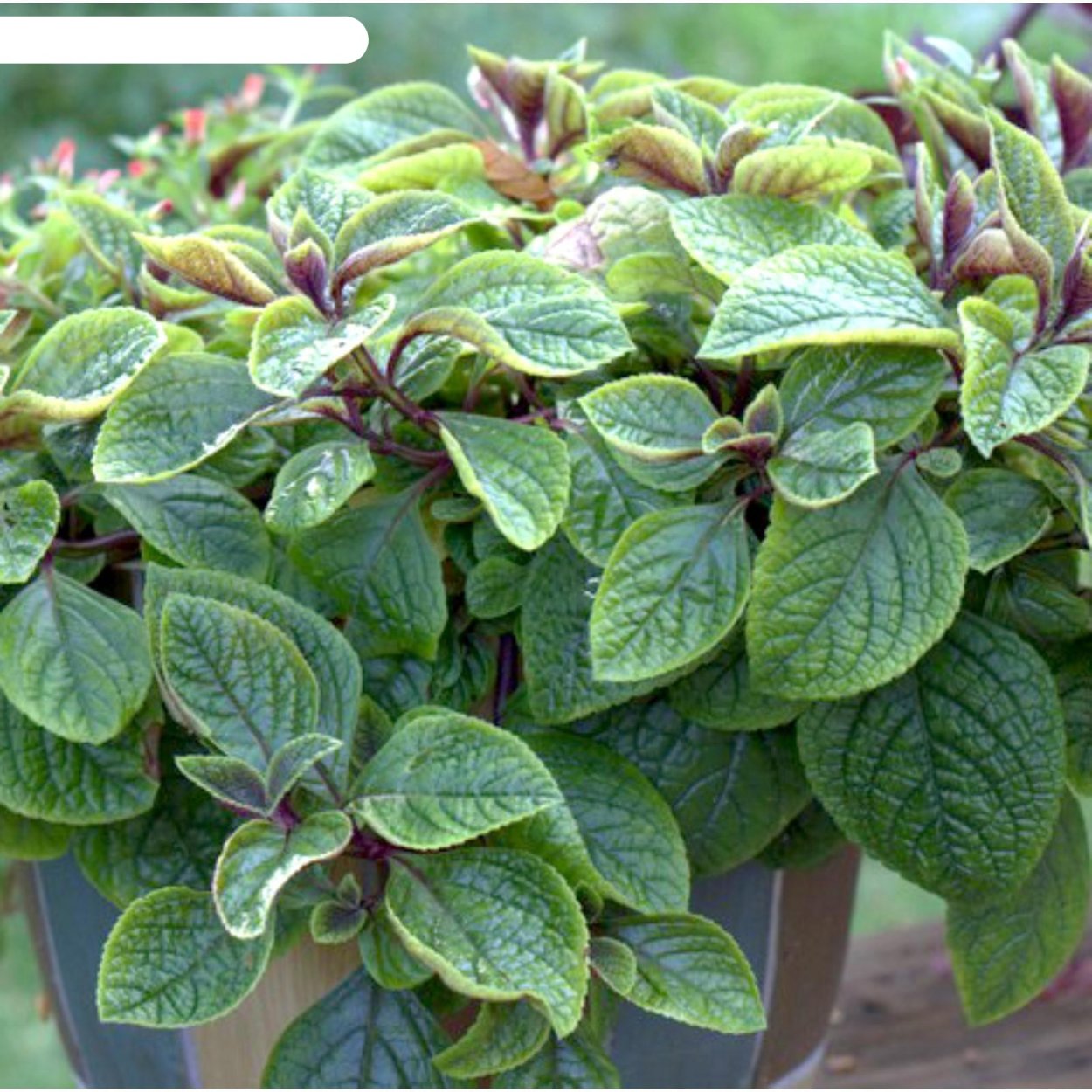 Плектрантус Эртендаля (мята)