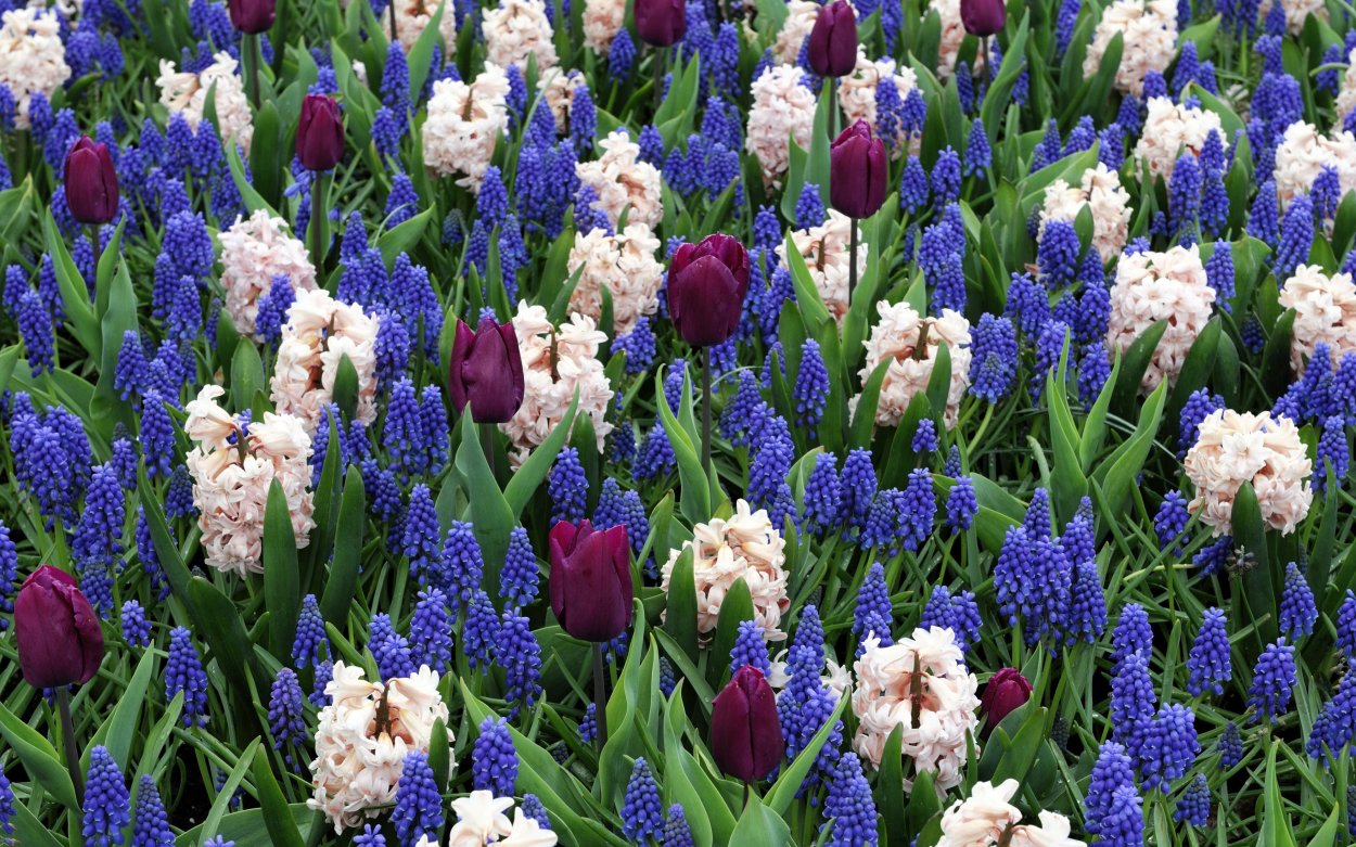 Мускари Арменикум Muscari armeniacum