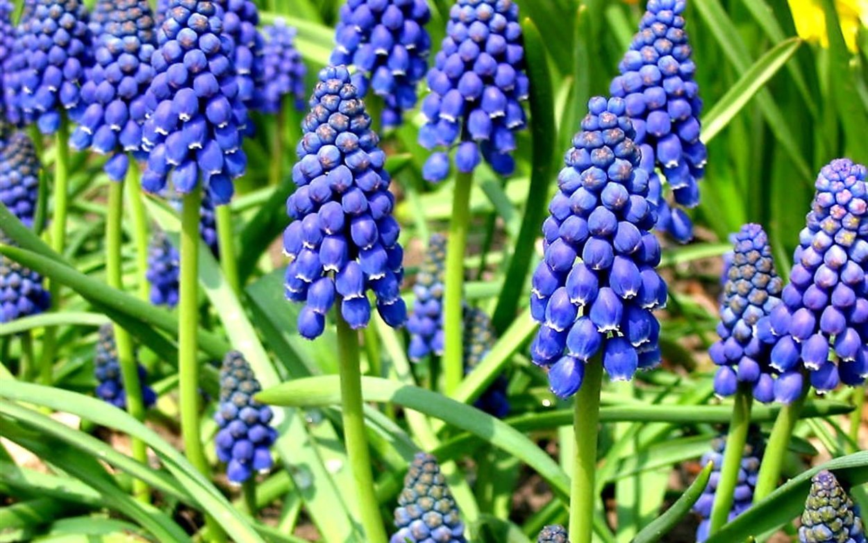 Мускари ВАЗ