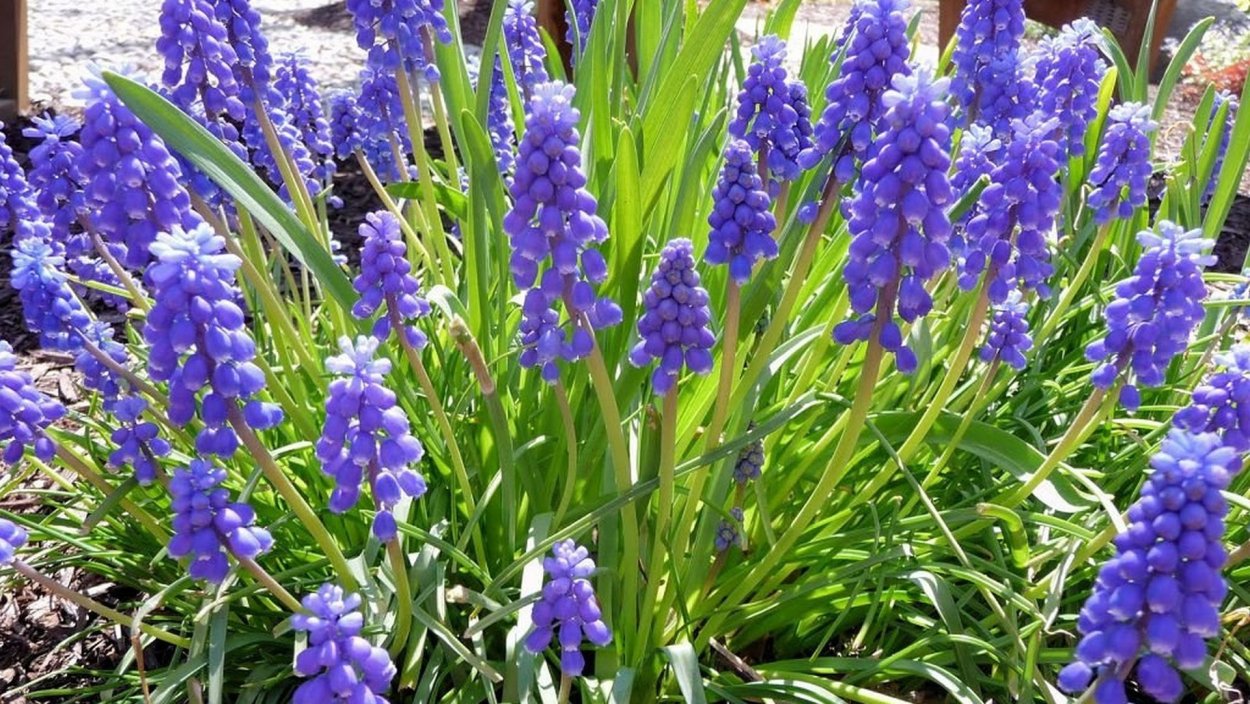 Мышиный гиацинт мускари