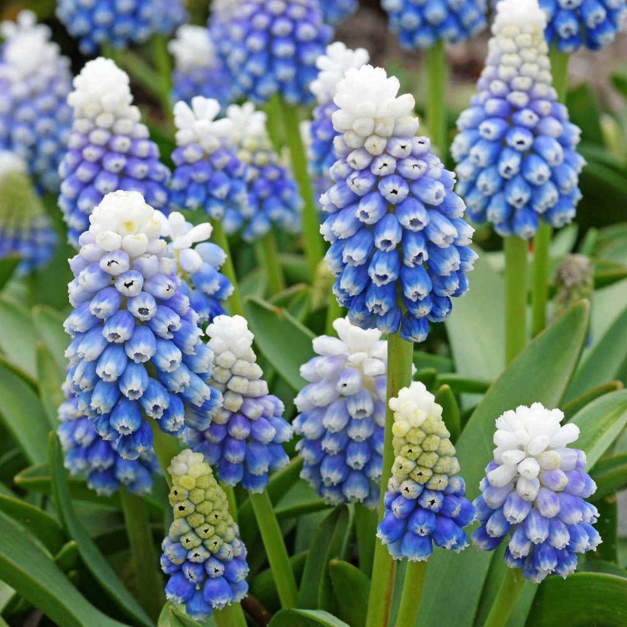 Мышиный гиацинт мускари