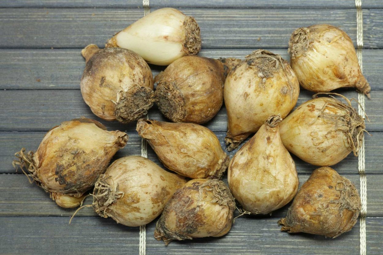 Клубни луковичных многолетников