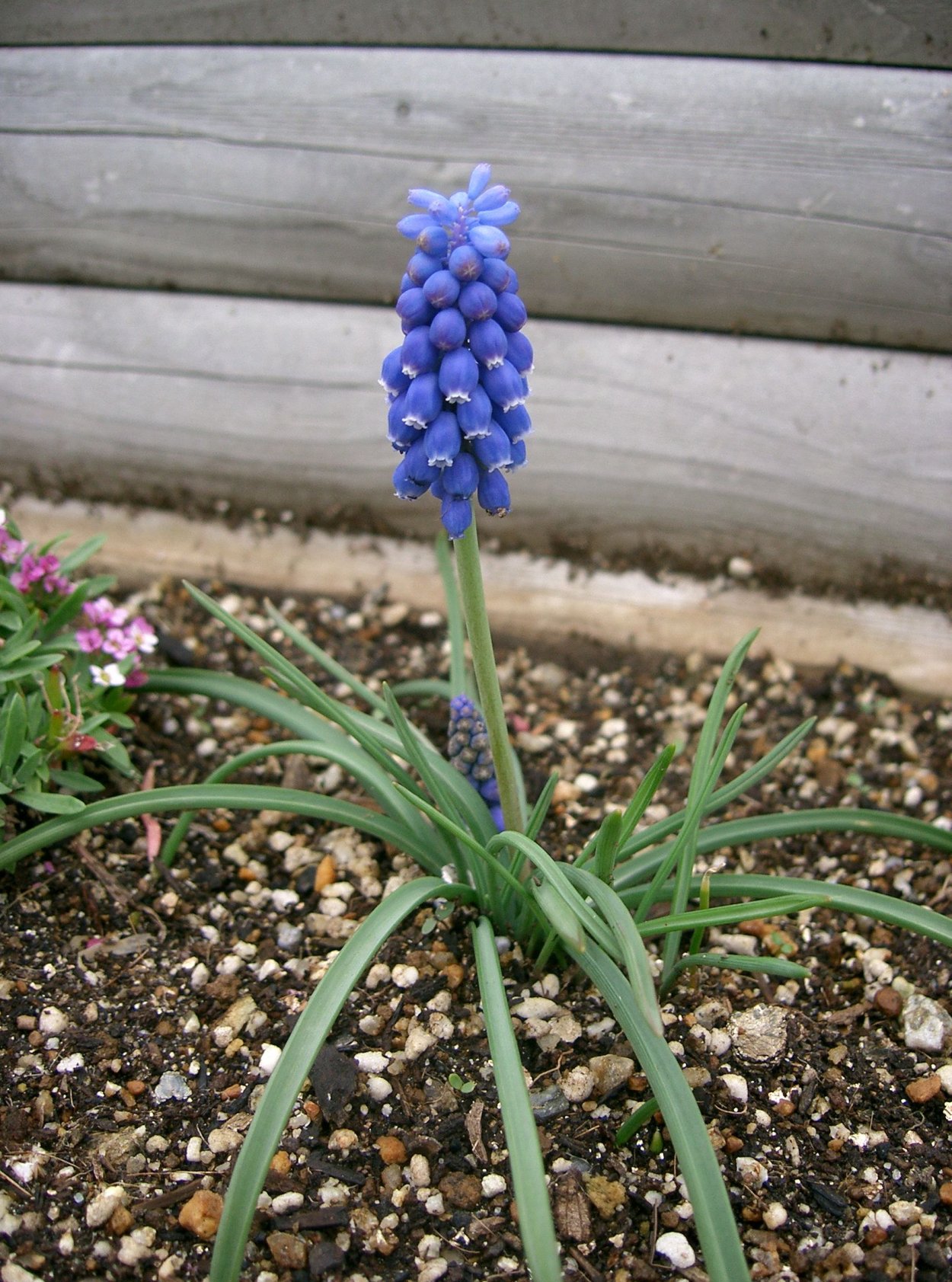 Мускари Найт айс