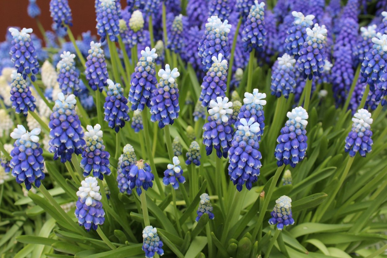 Мускари махровые