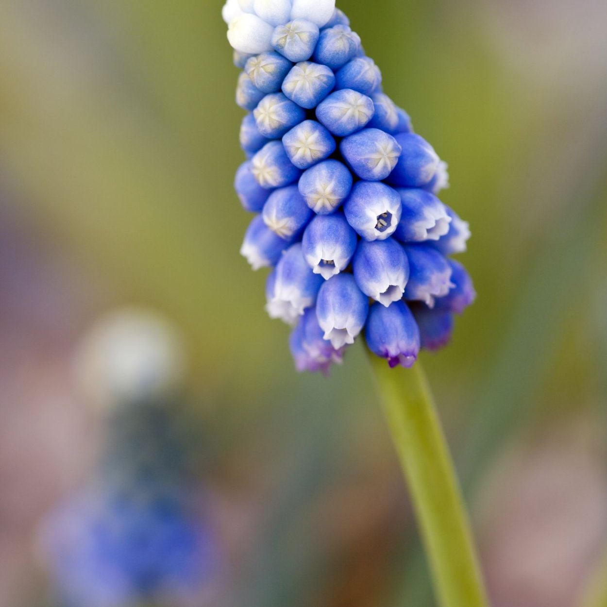 Луковичные цветы мускари