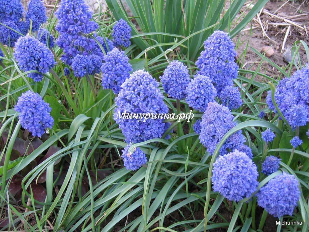 Луковичный цветок гиацинт