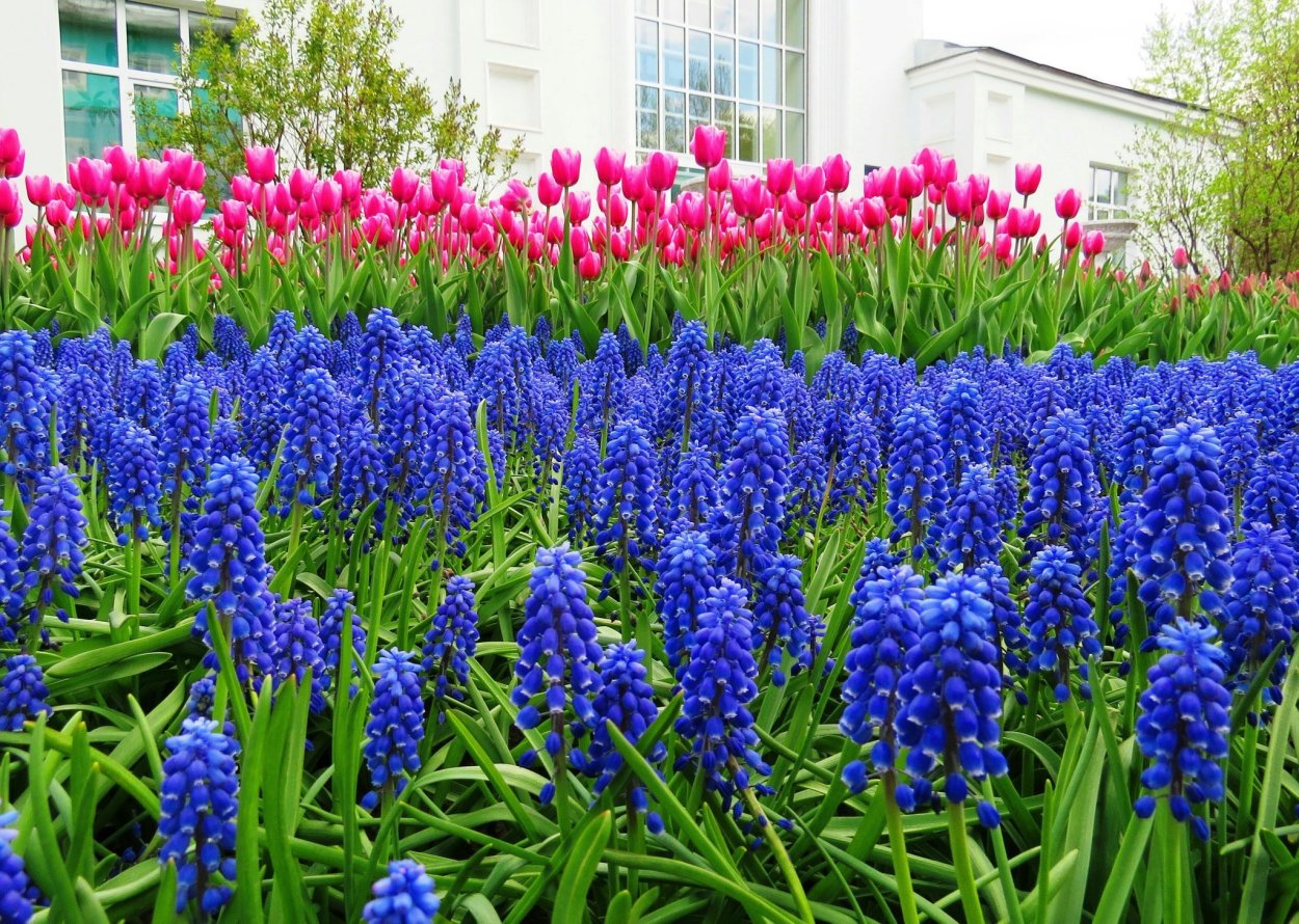 Мускари Блю Мэджик