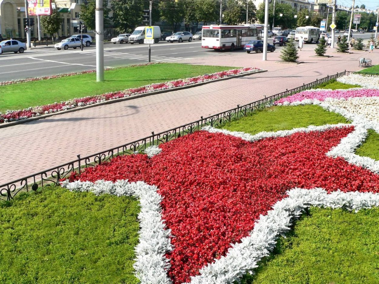 Цветы для клумбы