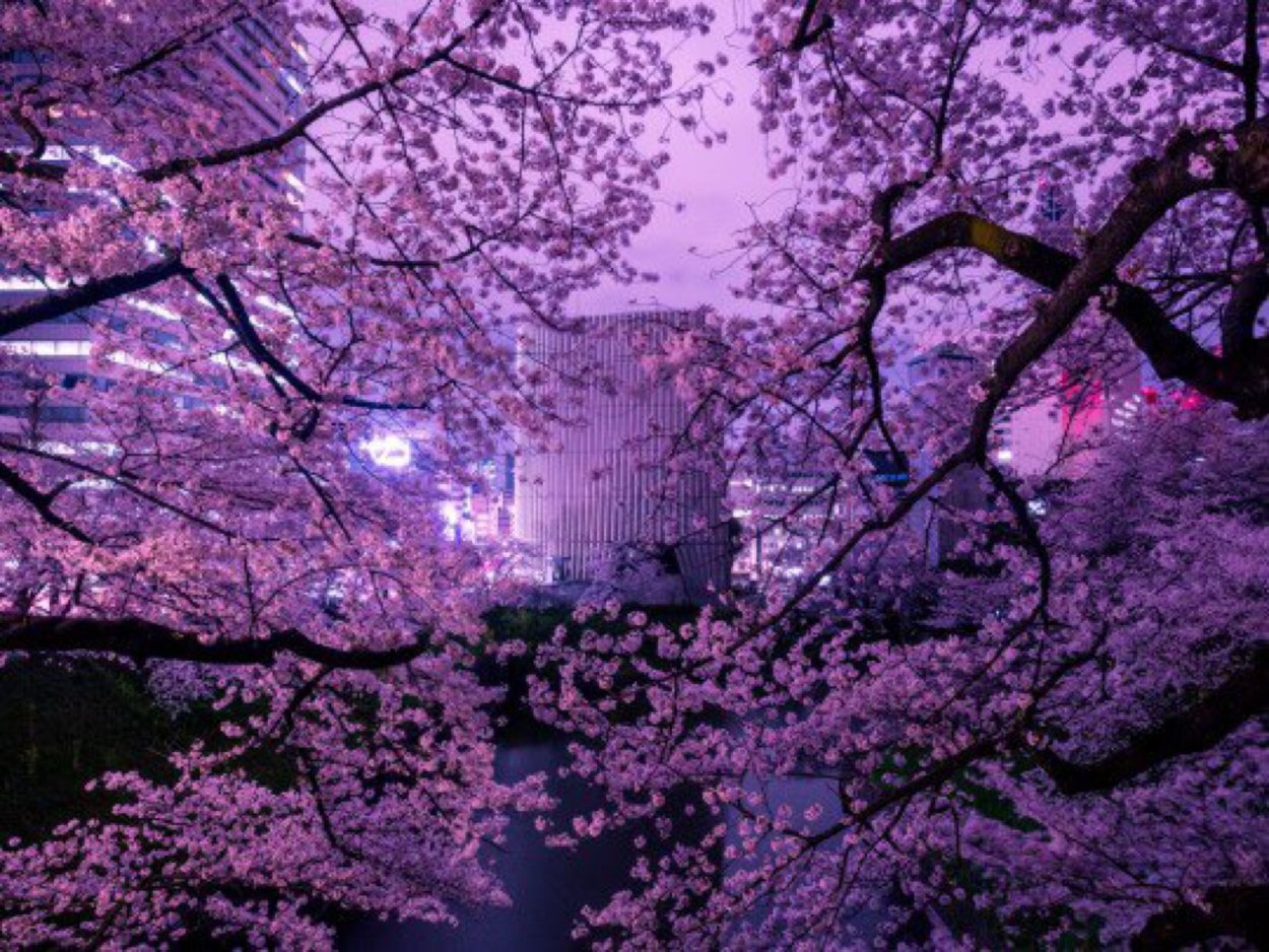 Розовое дерево