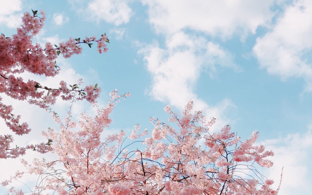 Сакура на обрыве