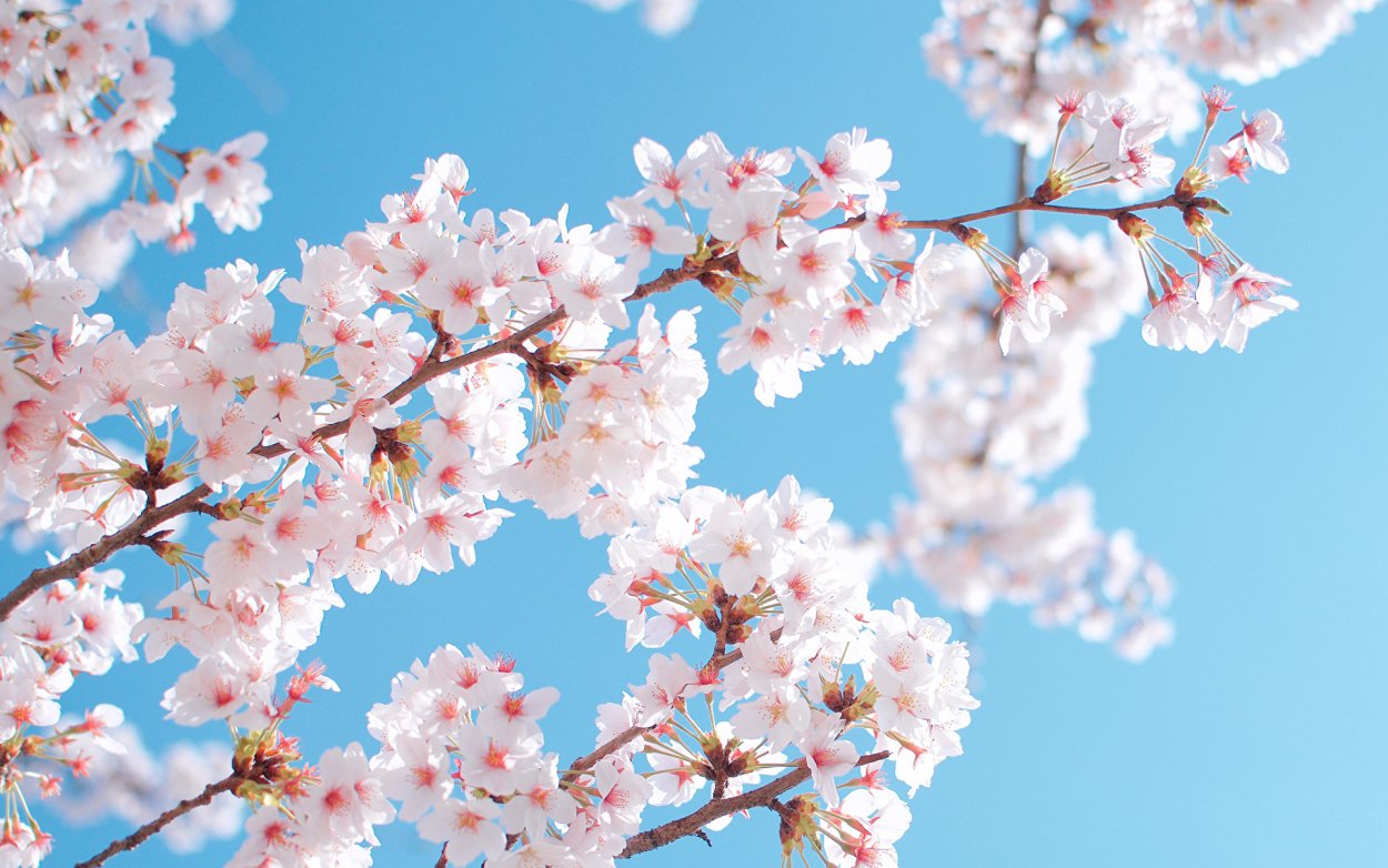 Картинки на рабочий стол Сакура