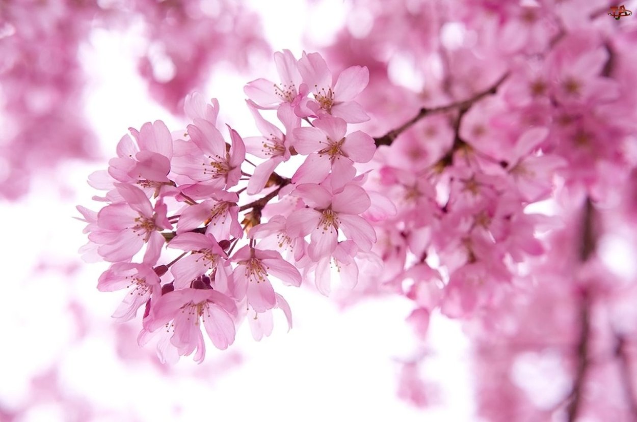 Цветущая вишня открытка