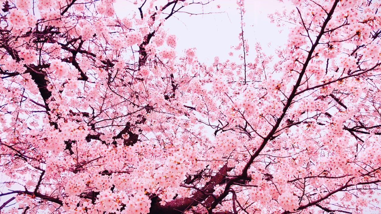 Листва Сакуры