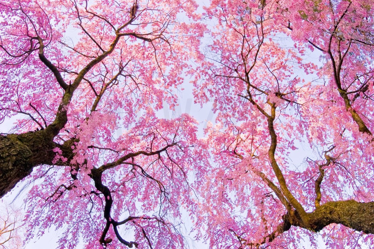 Сакура арт дерево