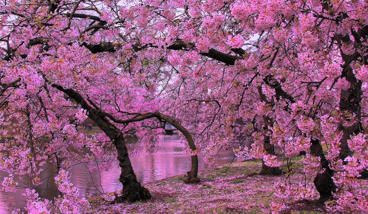 Весенний фон