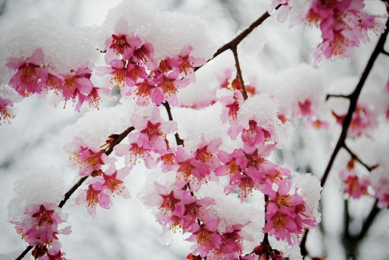 Фиолетовая Япония