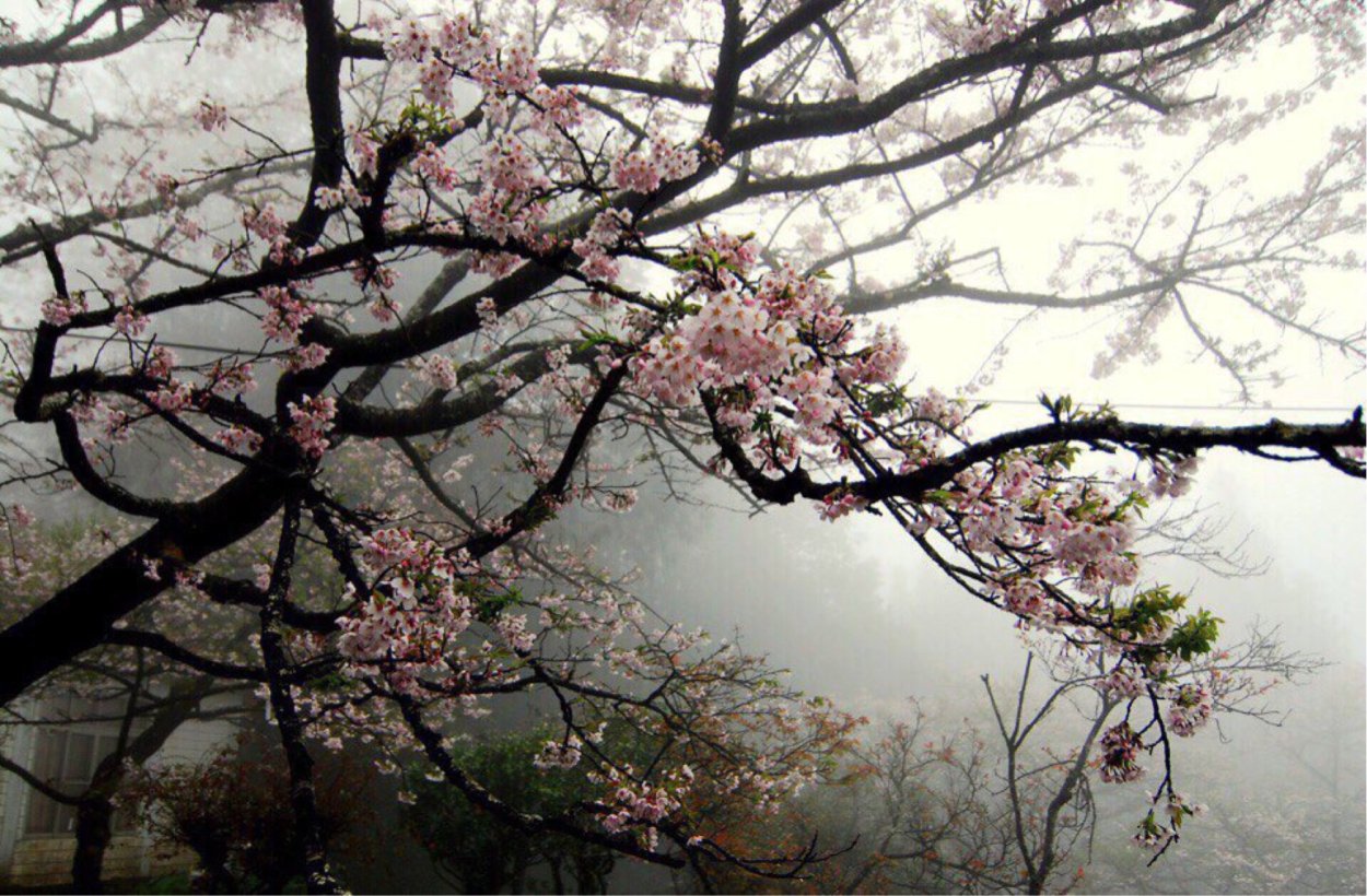 Япония Сакура