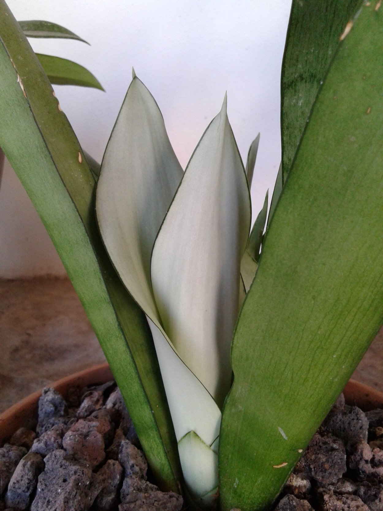 Сансевиерия trifasciata moonshine