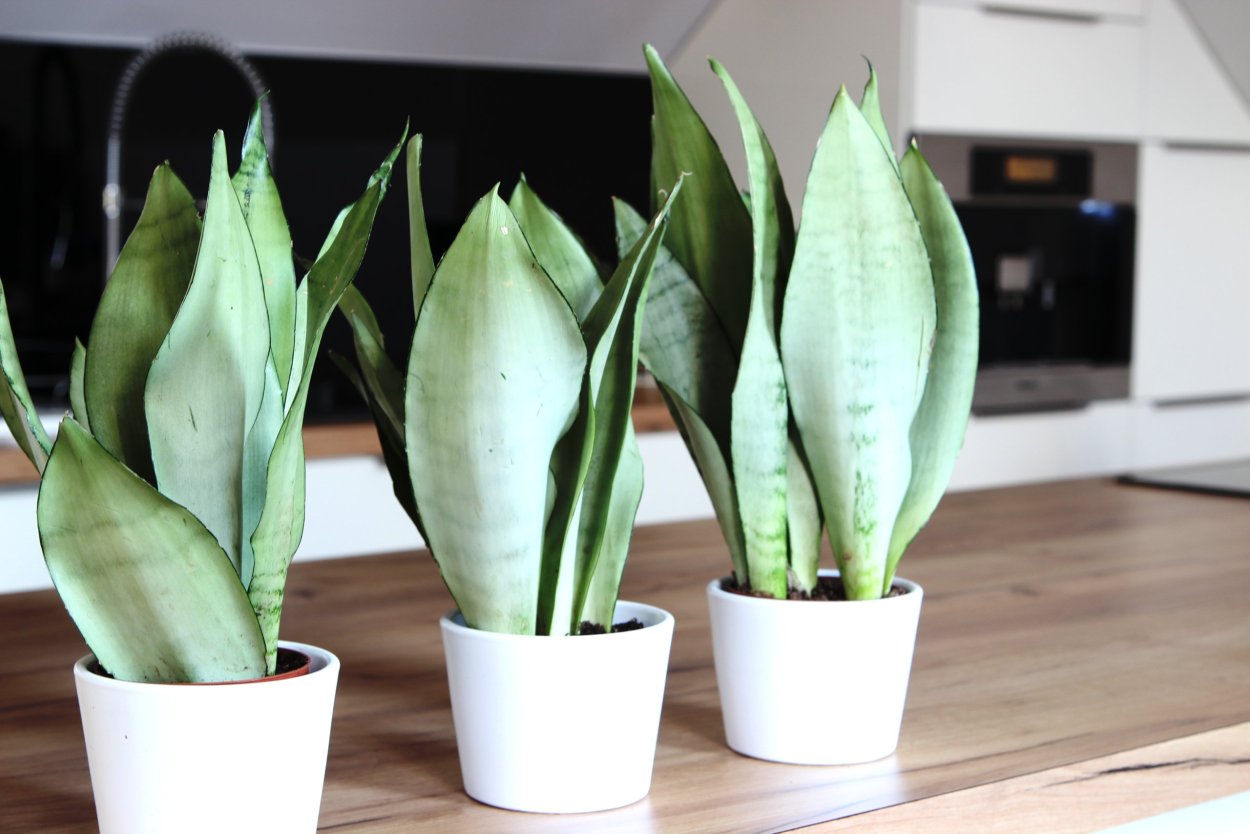 Сансевиерия moonshine