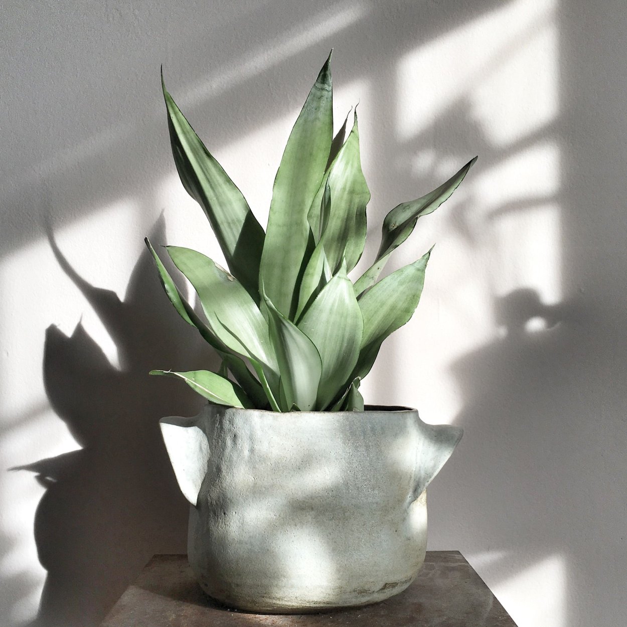 Сансевиерия Муншайн Sansevieria moonshine
