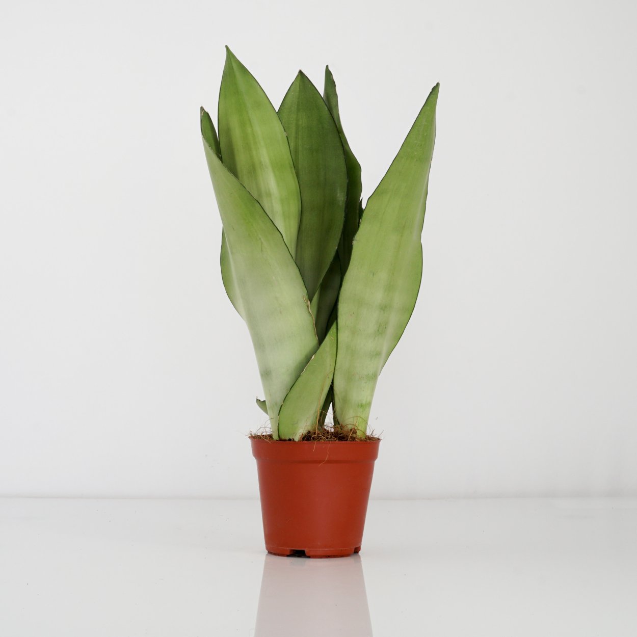 Сансевиерия Муншайн Green Lace