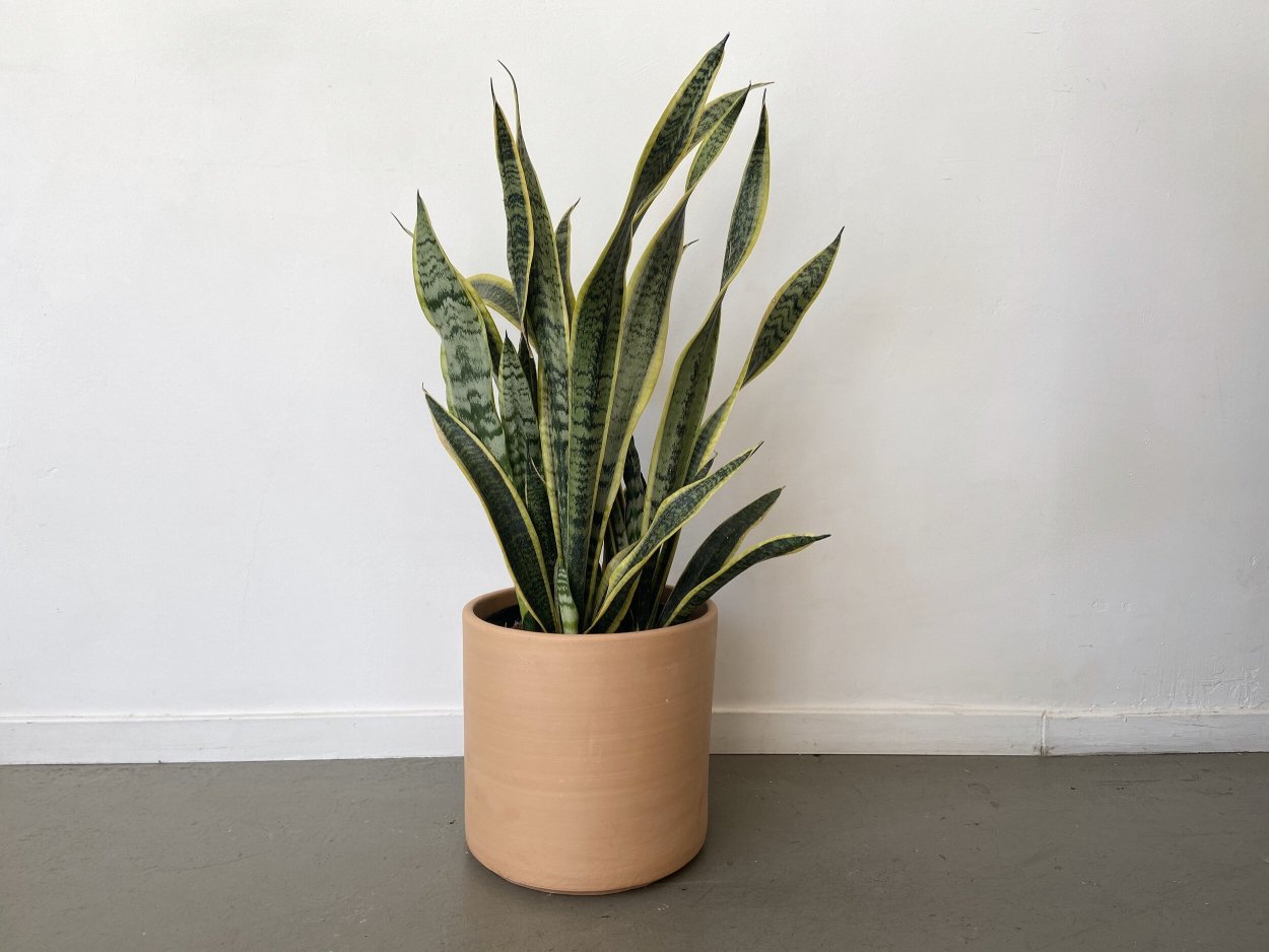 Snake Plant Sansevieria trifasciata