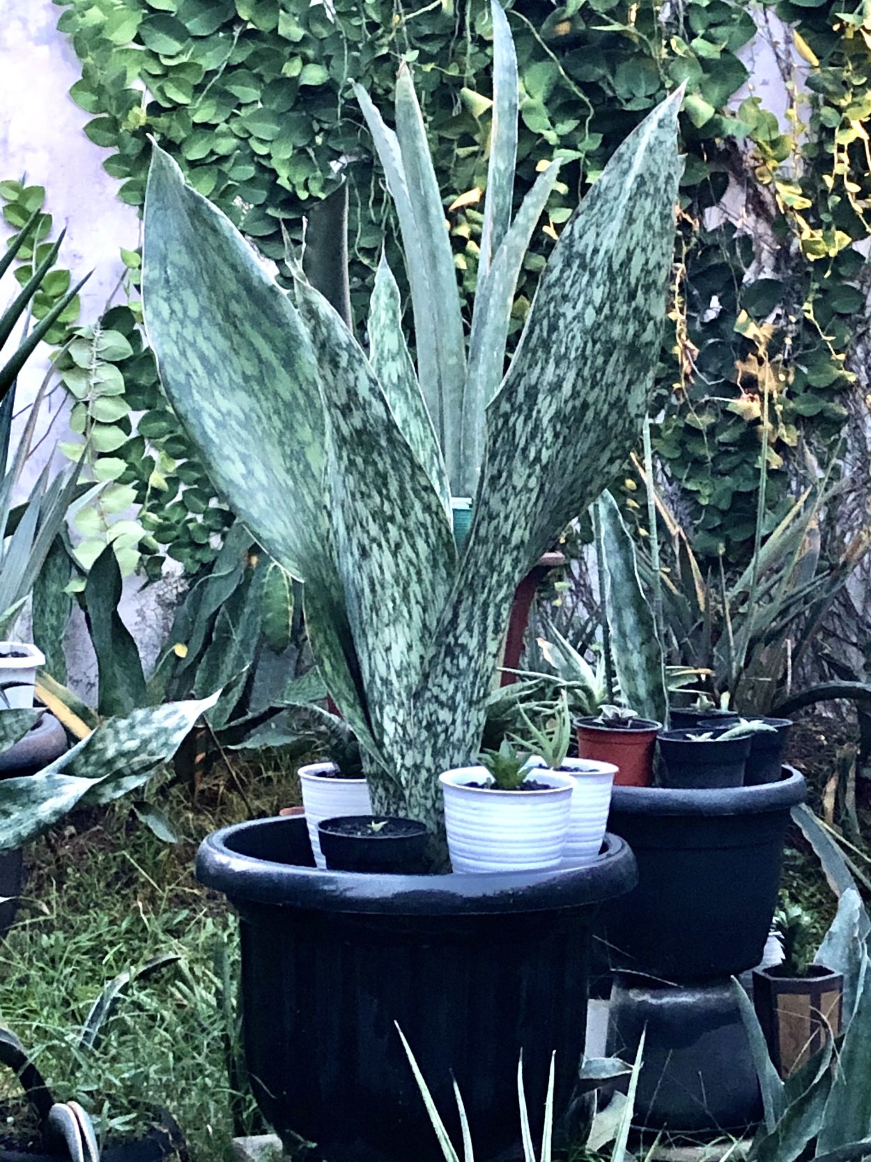 Sansevieria trifasciata Laurentii