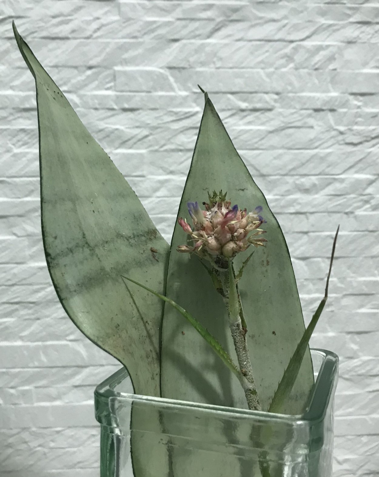 Суккулент Сансевиерия