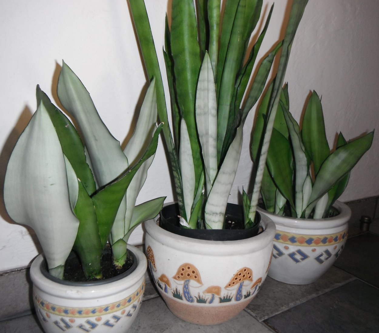 Сансевиерия Голден Форескейт