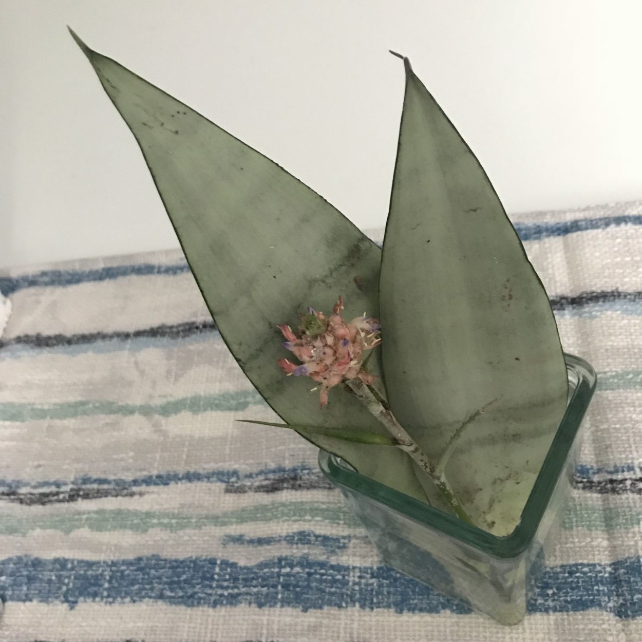 Сансевиерия в спальне