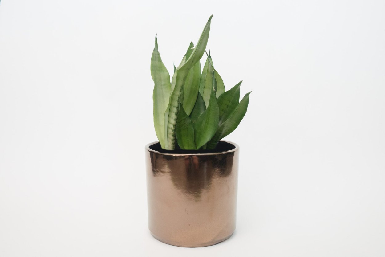 Сансевьера Муншайн