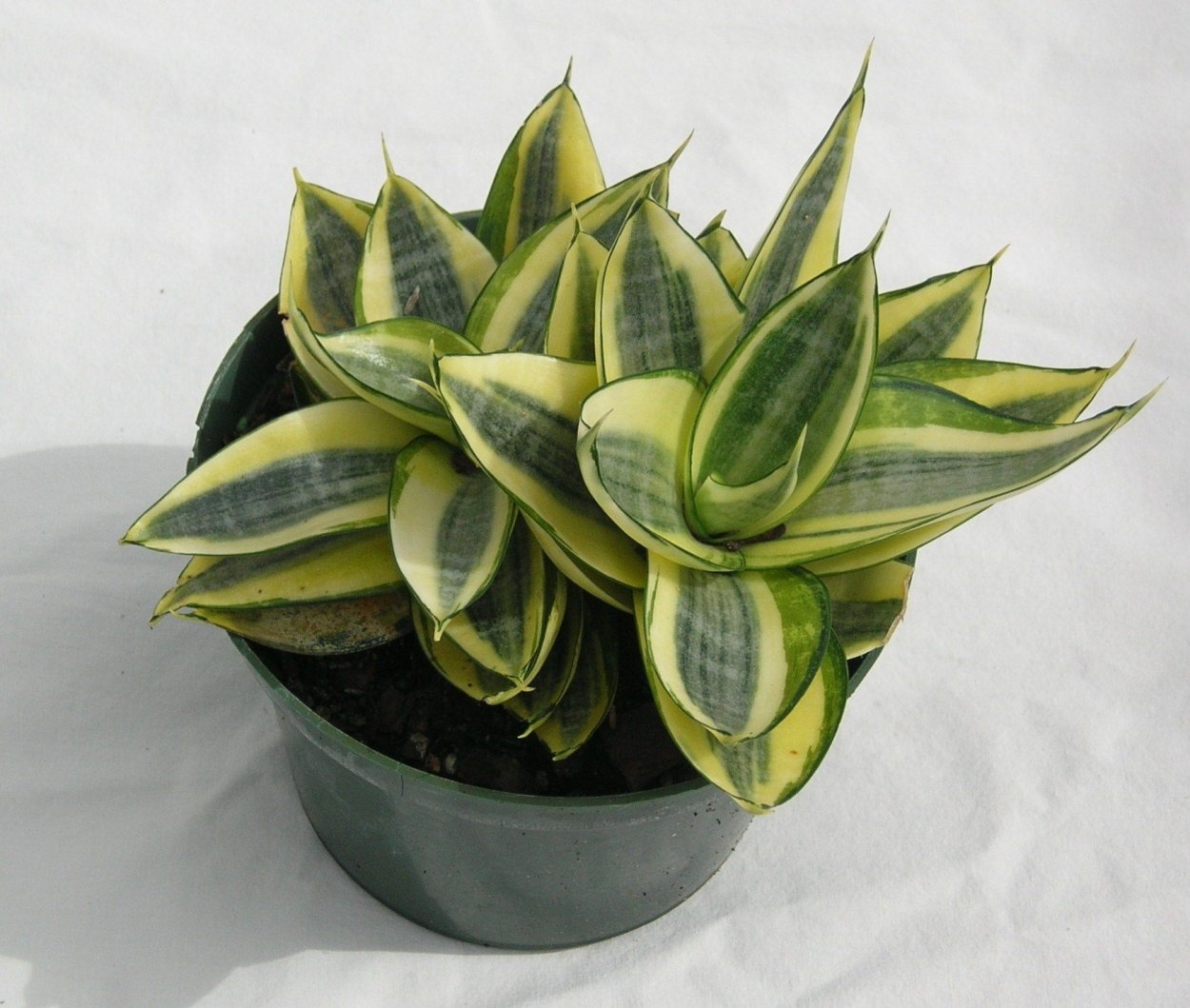 Сансевиерия Лорен