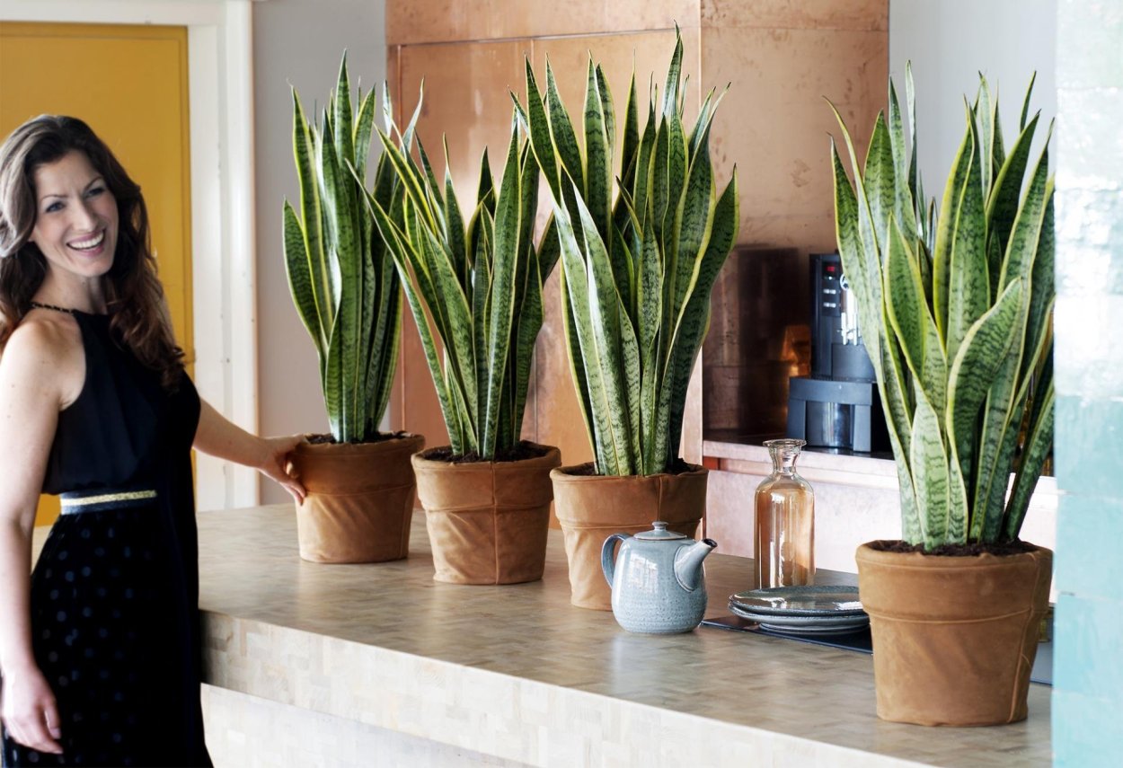 Сансевиерия Муншайн Sansevieria moonshine