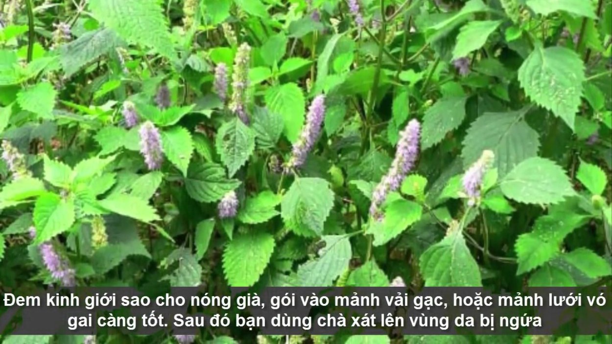 Эльсгольция розовое облако